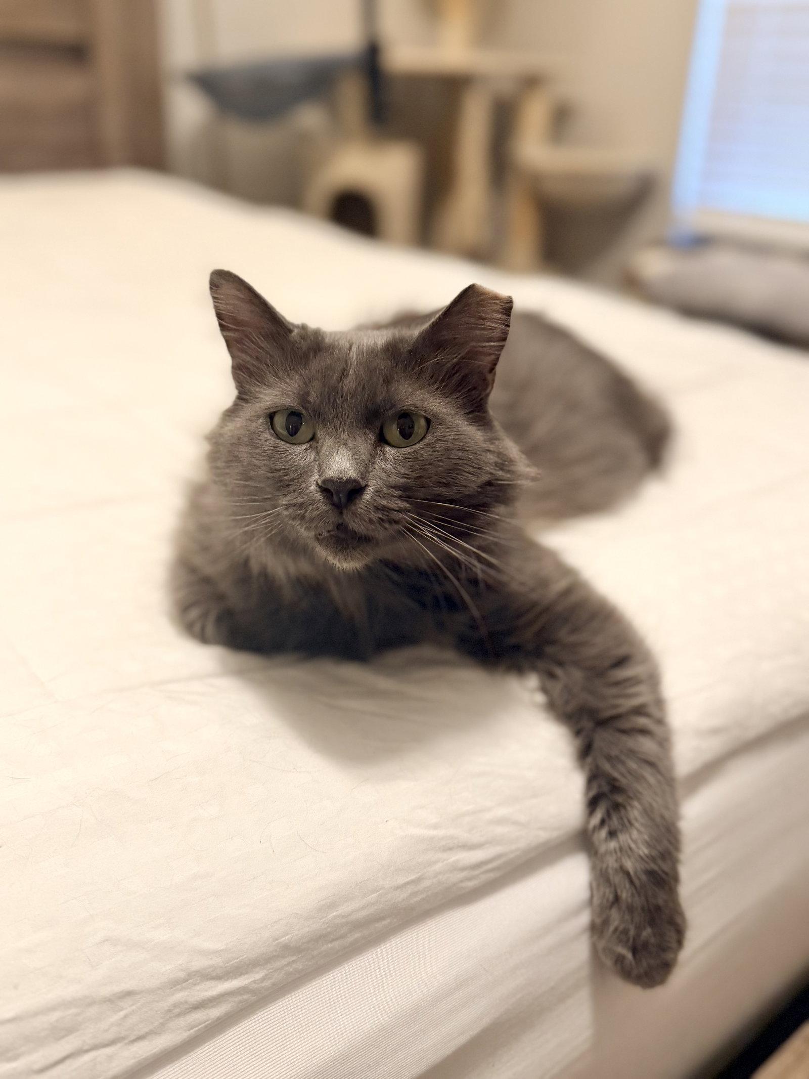 Enlarge Filibuster, a Adoptable Nebelung in Camden, SC image 2/3