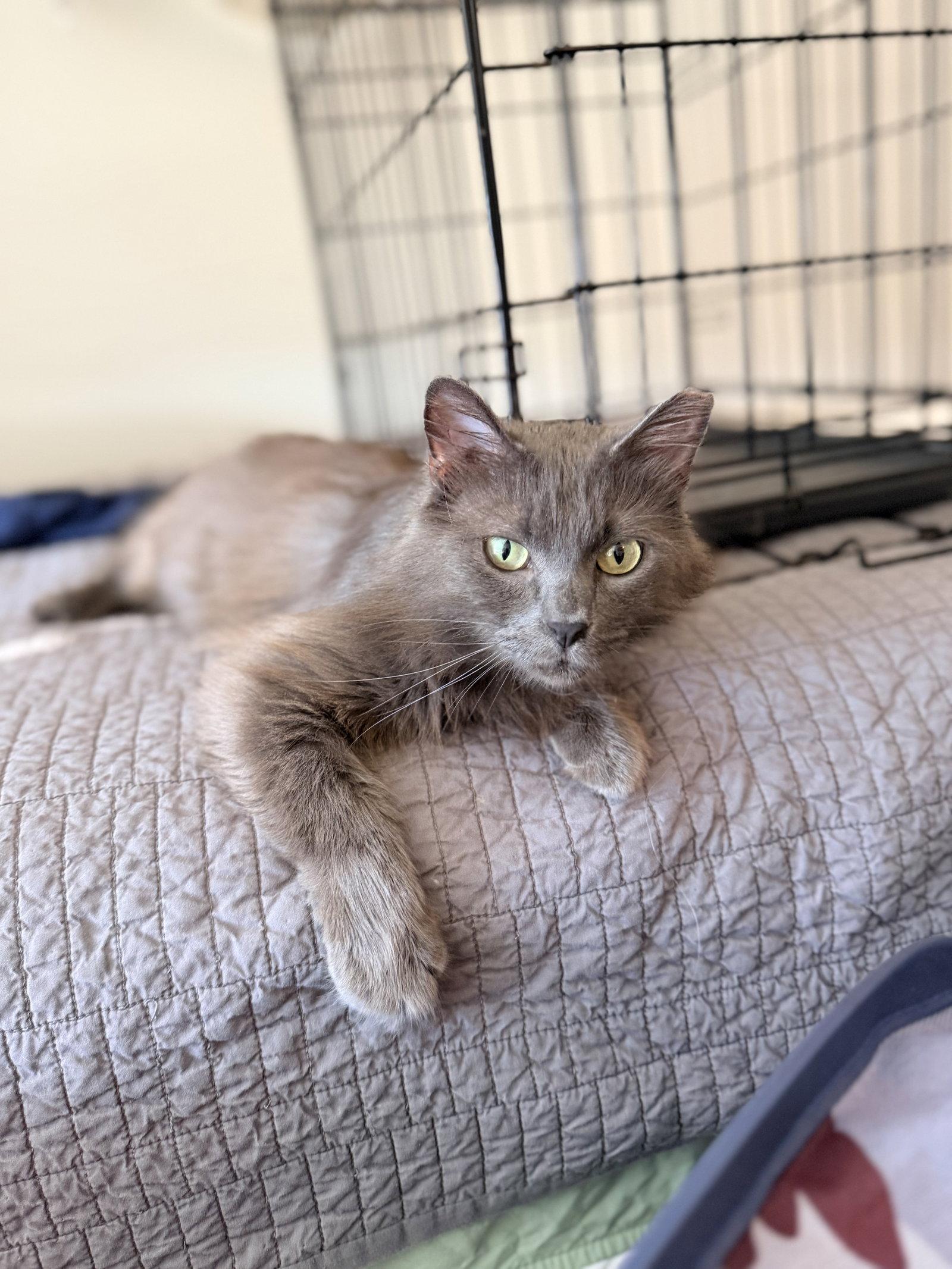 Enlarge Filibuster, a Adoptable Nebelung in Camden, SC image 3/3