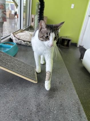 Dusty, a Adoptable mixed breed in New Orleans, LA image 2/2