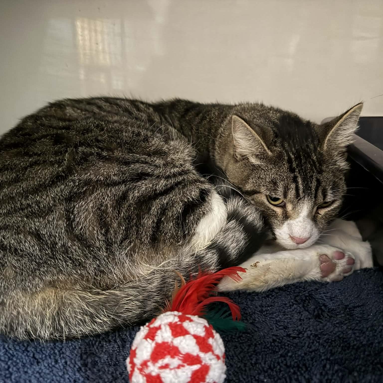 Eddie, a Adoptable mixed breed in Antioch, CA image 1/5