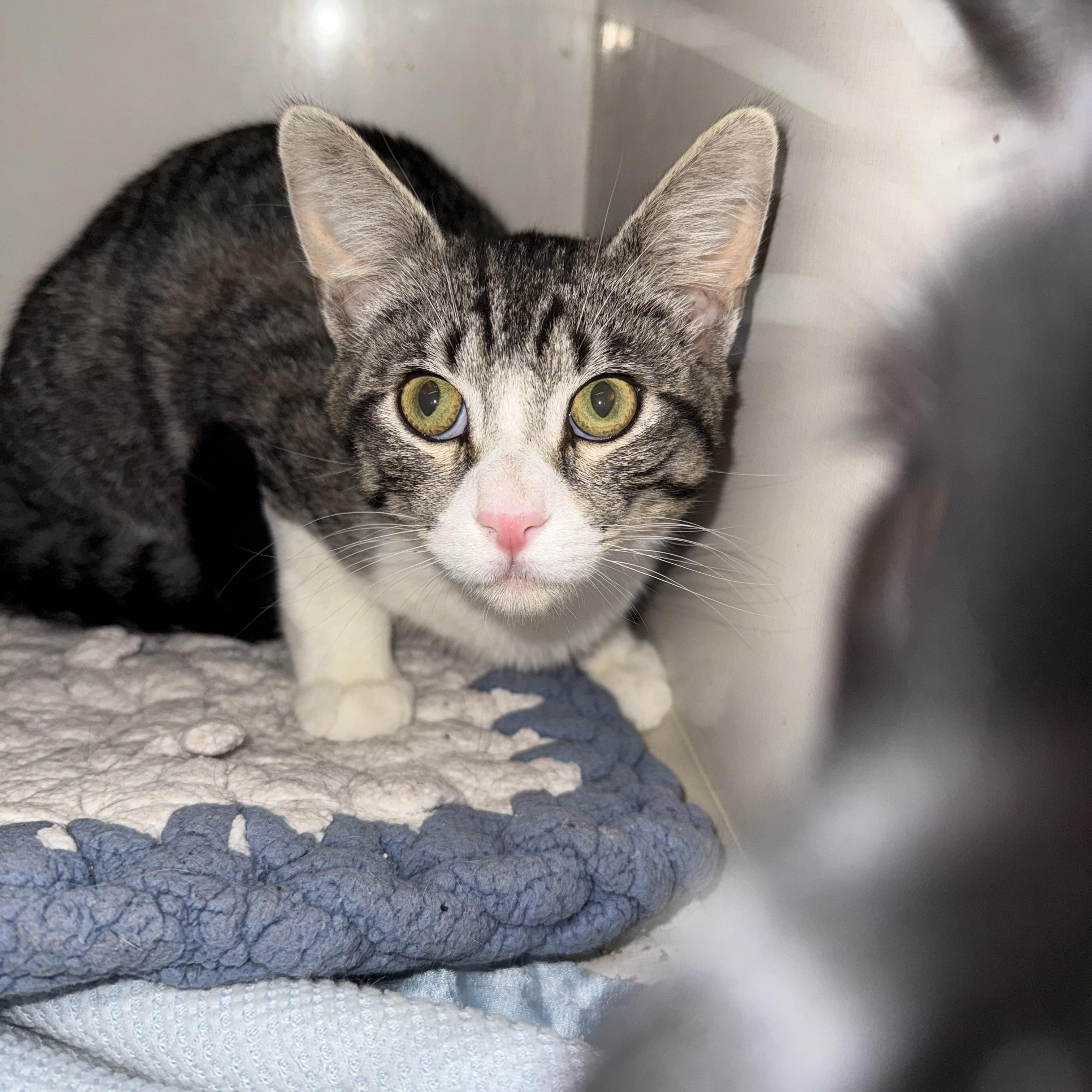 Eddie, a Adoptable mixed breed in Antioch, CA image 4/5