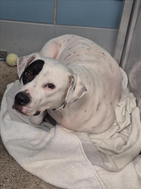 PETEY, Adoptable, Adult Female American Staffordshire Terrier & Mixed Breed.