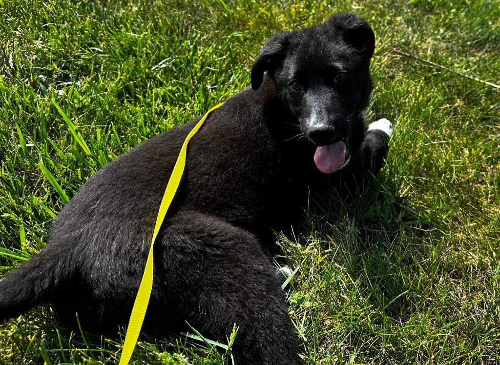 Pooh, Adoptable, Puppy Male Australian Shepherd & Husky.