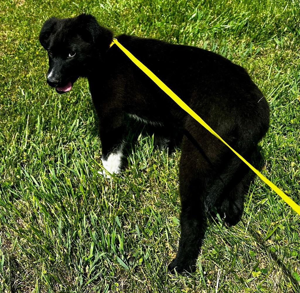 Enlarge Pooh, a Adoptable mixed breed in Burnsville, NC image 2/4