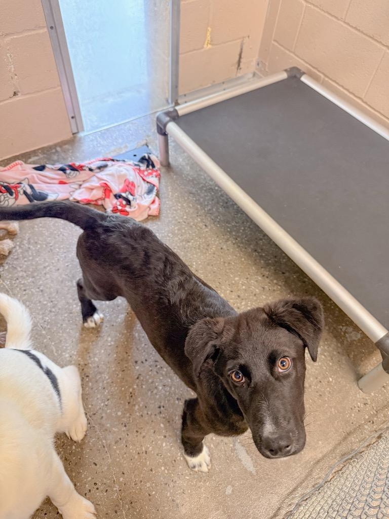 Enlarge Pooh, a Adoptable mixed breed in Burnsville, NC image 3/5