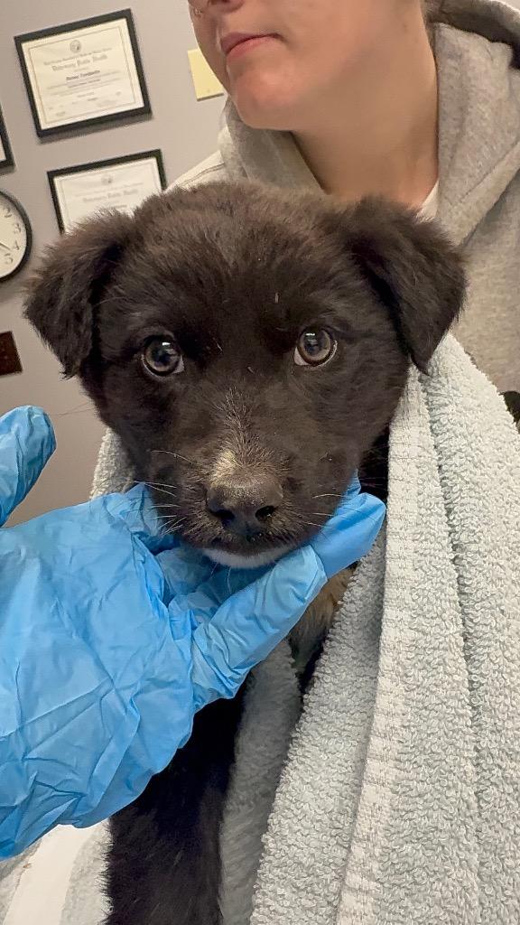 Pooh, Adoptable, Puppy Male Australian Shepherd & Husky.