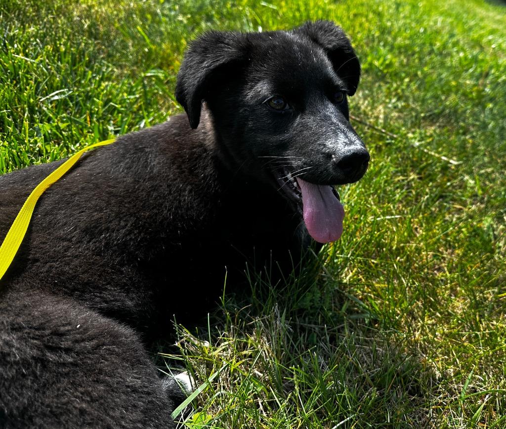 Enlarge Pooh, a Adoptable mixed breed in Burnsville, NC image 4/4