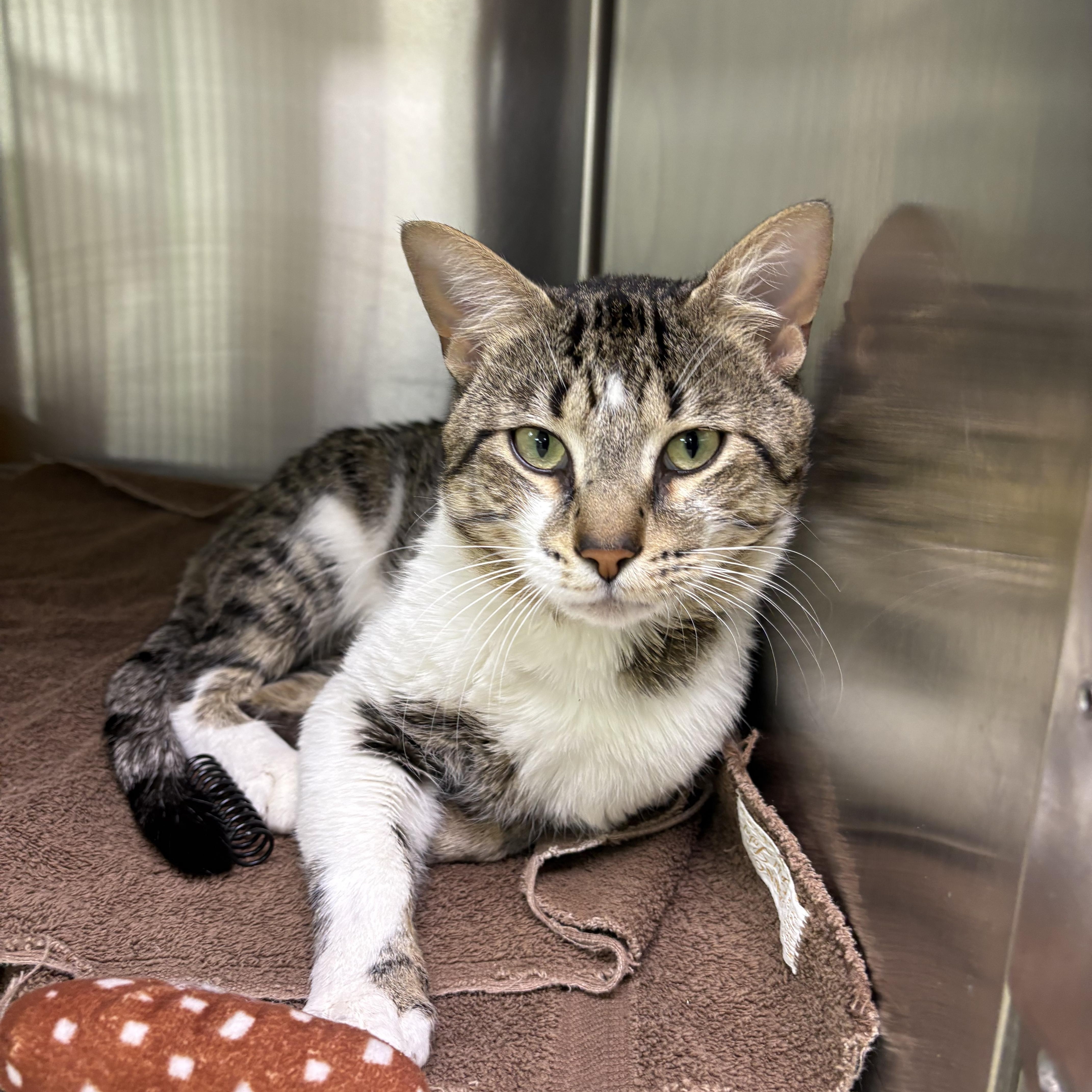Paprika, ADOPTABLE, Adult Male Domestic Short Hair.