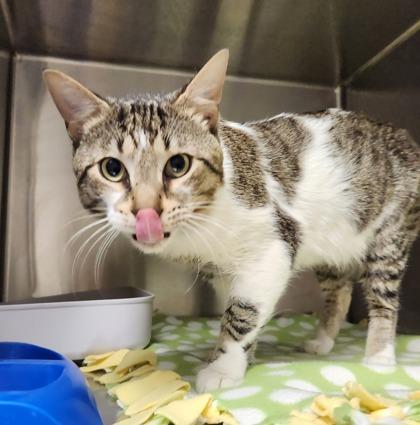 Enlarge Paprika, a ADOPTABLE Domestic Short Hair in Blue Springs, MO image 2/2