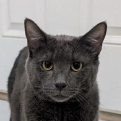 Enlarge Winbert, a Adoptable Domestic Short Hair in Pikesville, MD image 1/6