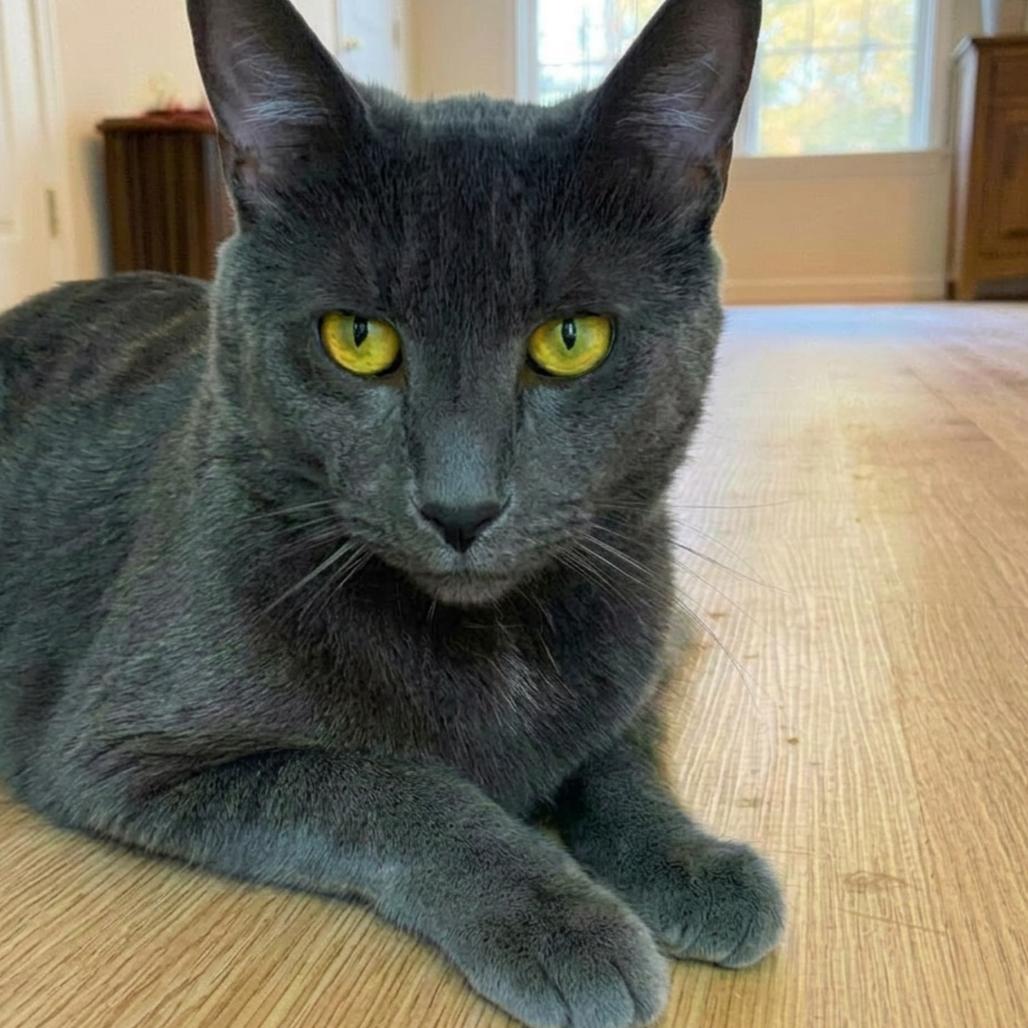 Enlarge Winbert, a Adoptable Domestic Short Hair in Pikesville, MD image 2/6