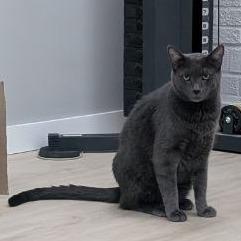 Enlarge Winbert, a Adoptable Domestic Short Hair in Pikesville, MD image 4/6