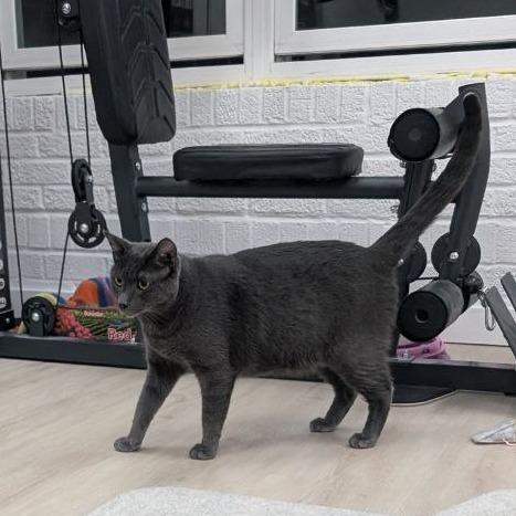 Enlarge Winbert, a Adoptable Domestic Short Hair in Pikesville, MD image 5/6