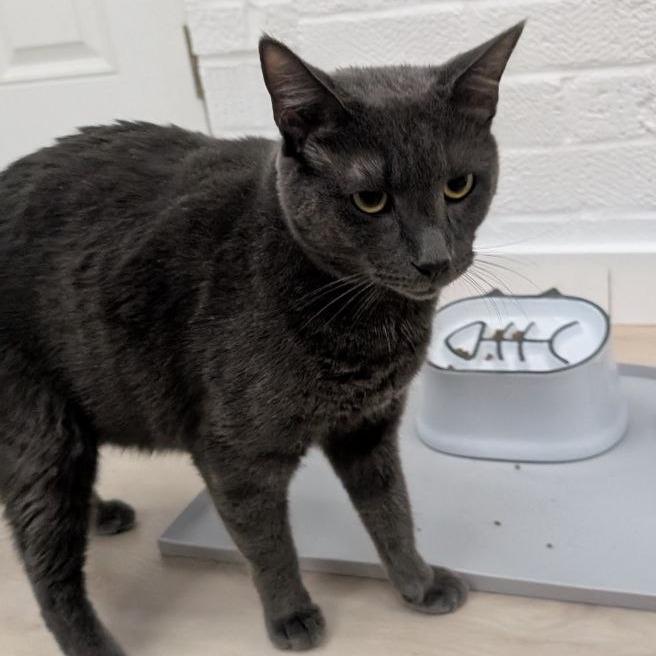 Enlarge Winbert, a Adoptable Domestic Short Hair in Pikesville, MD image 6/6