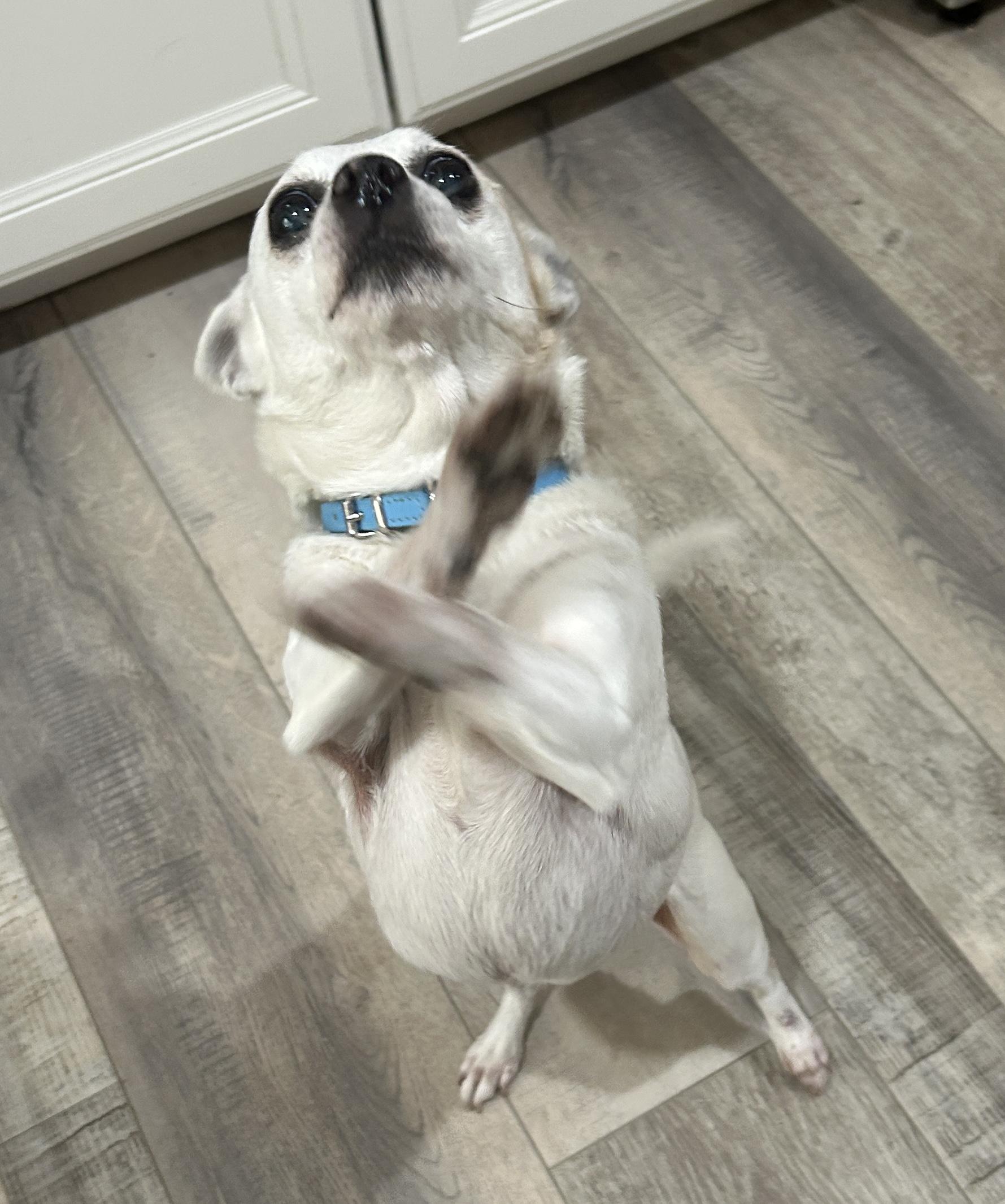 Bella Nokomis, a ADOPTABLE Chihuahua in Sarasota, FL image 1/3