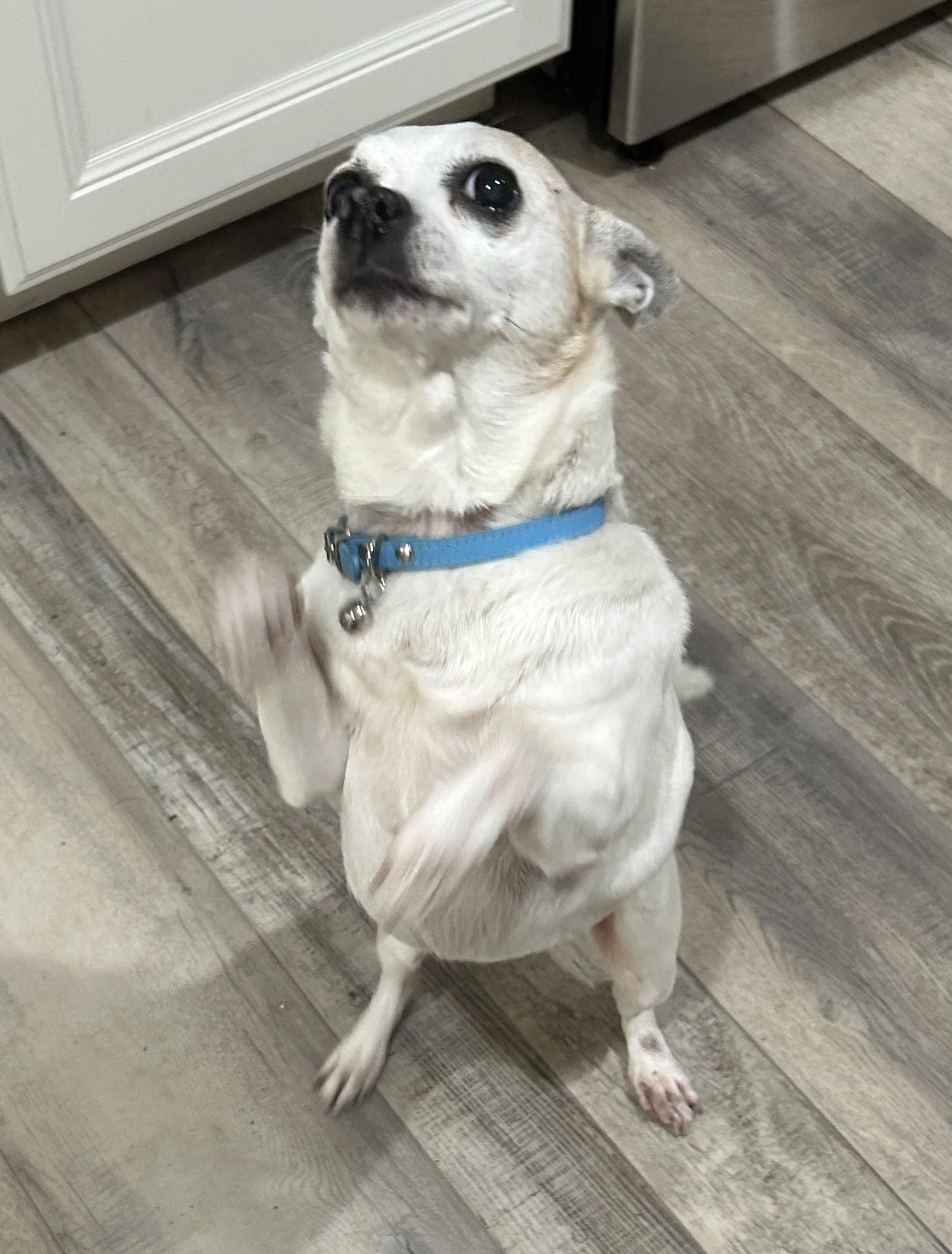 Bella Nokomis, a ADOPTABLE Chihuahua in Sarasota, FL image 2/3