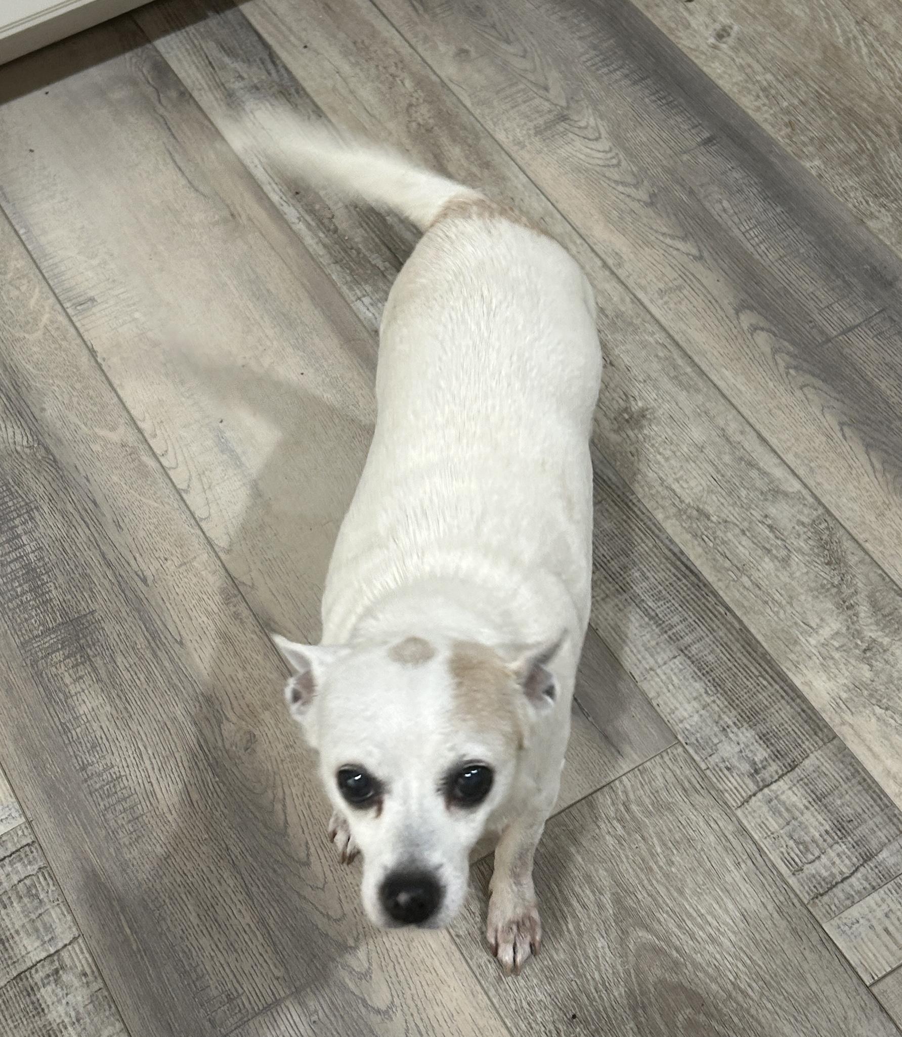 Bella Nokomis, a ADOPTABLE Chihuahua in Sarasota, FL image 3/3