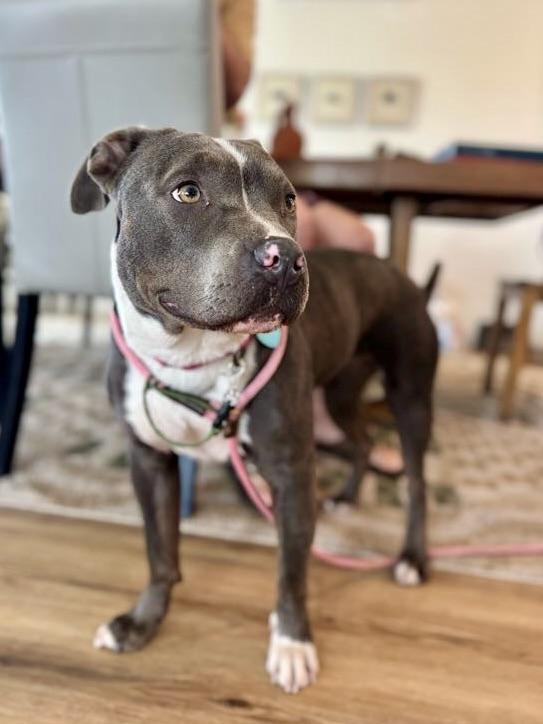 Enlarge Joanie, a ADOPTABLE mixed breed in Los Angeles, CA image 2/6