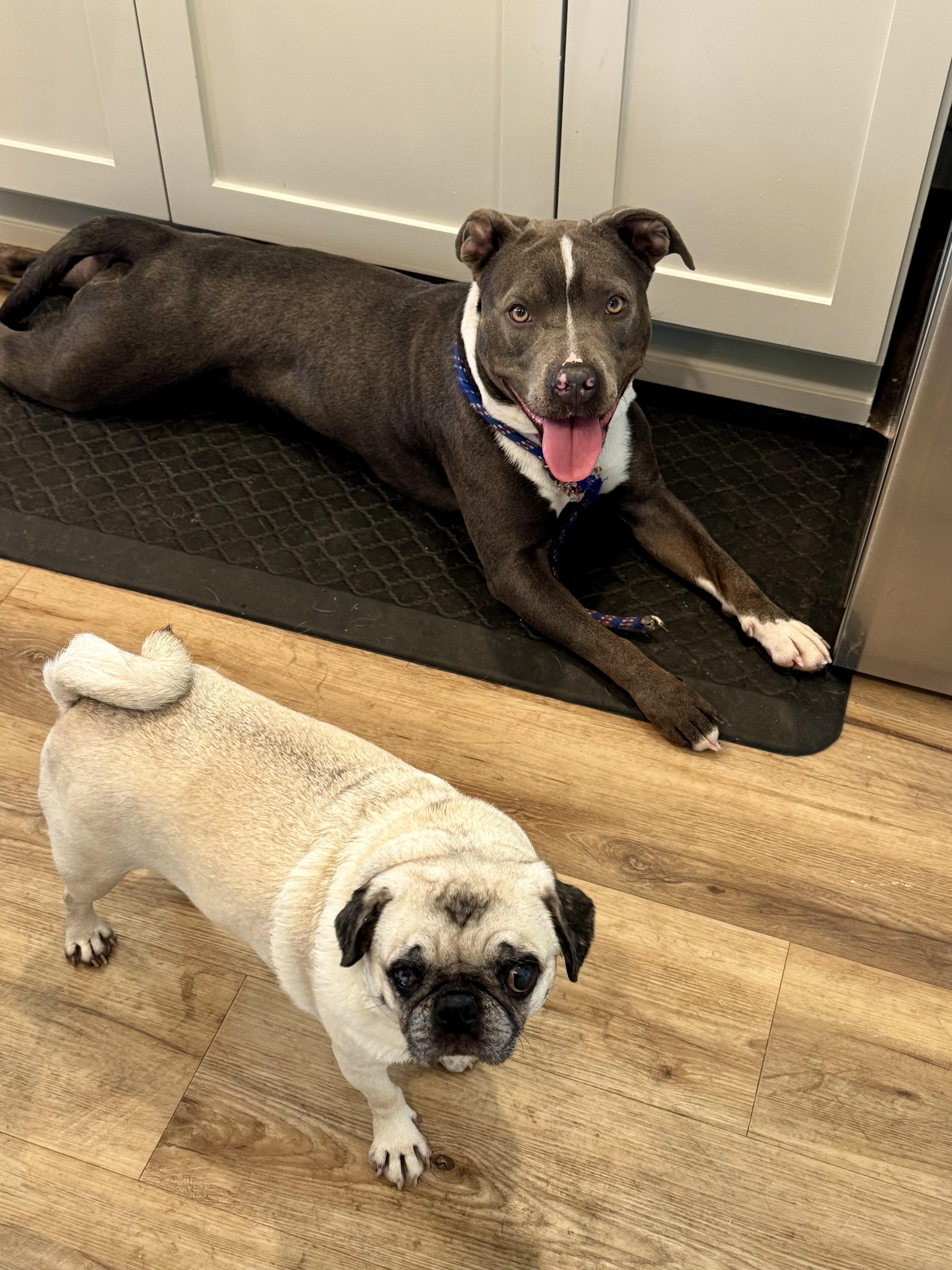 Enlarge Joanie, a ADOPTABLE mixed breed in Los Angeles, CA image 3/6