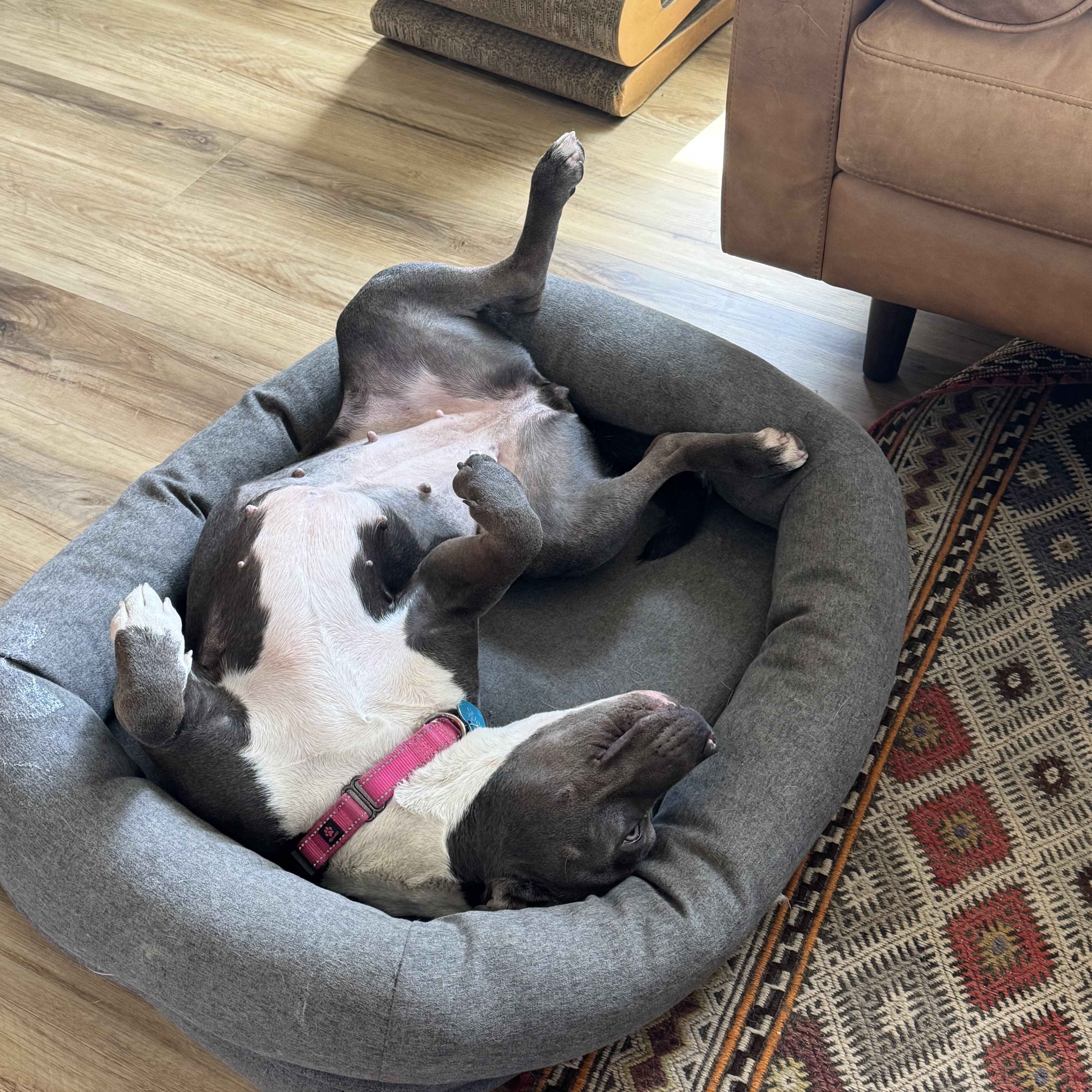 Enlarge Joanie, a ADOPTABLE mixed breed in Los Angeles, CA image 4/6