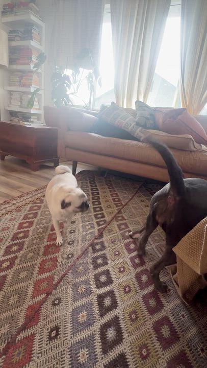 Enlarge Joanie, a ADOPTABLE mixed breed in Los Angeles, CA video 5/6