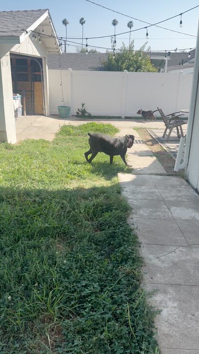 Enlarge Joanie, a ADOPTABLE mixed breed in Los Angeles, CA video 6/6