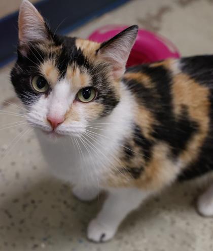 Enlarge Nala, a Adoptable mixed breed in Baraboo, WI image 1/3