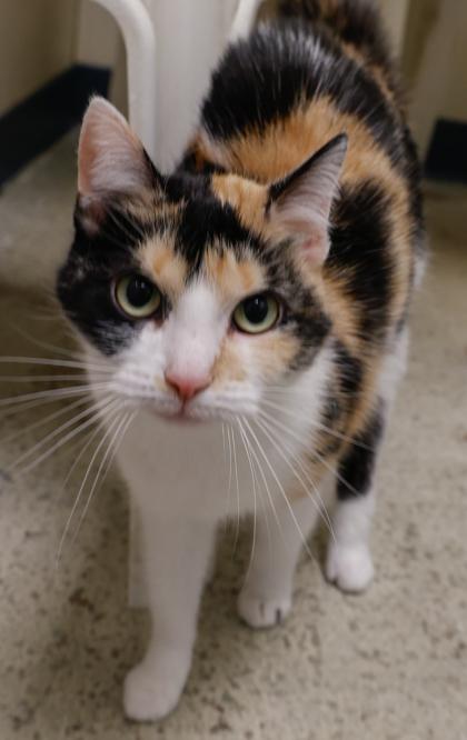 Enlarge Nala, a Adoptable mixed breed in Baraboo, WI image 2/3