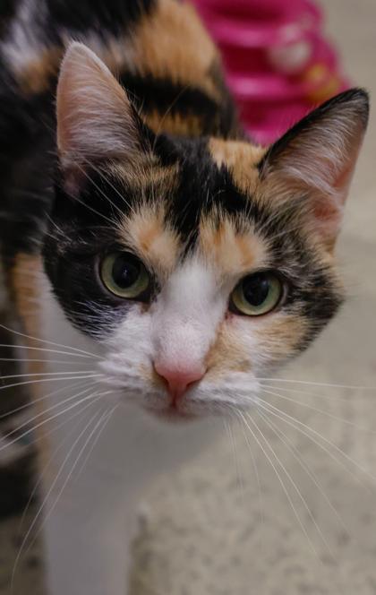 Enlarge Nala, a Adoptable mixed breed in Baraboo, WI image 3/3