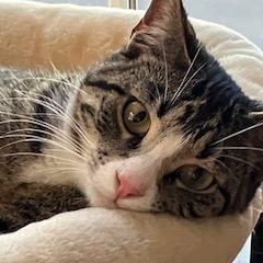 Enlarge Jojo, a ADOPTABLE Domestic Short Hair in Mt Pleasant, SC image 2/5