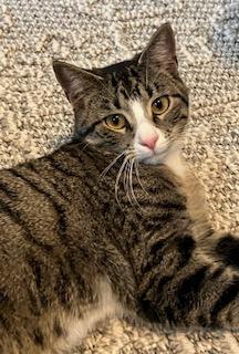 Enlarge Jojo, a ADOPTABLE Domestic Short Hair in Mt Pleasant, SC image 1/5