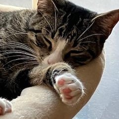 Enlarge Jojo, a ADOPTABLE Domestic Short Hair in Mt Pleasant, SC image 3/5