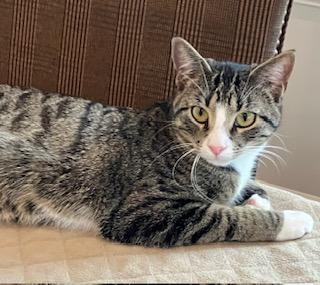 Jojo, ADOPTABLE, Kitten Male Domestic Short Hair.