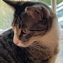 Jojo, a ADOPTABLE Domestic Short Hair in Mt Pleasant, SC image 5/6