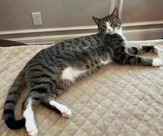 Jojo, a ADOPTABLE Domestic Short Hair in Mt Pleasant, SC image 6/6