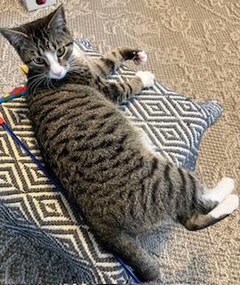 Enlarge Jojo, a ADOPTABLE Domestic Short Hair in Mt Pleasant, SC image 4/5