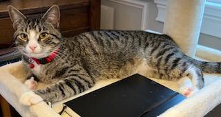 Jojo, a ADOPTABLE Domestic Short Hair in Mt Pleasant, SC image 4/6