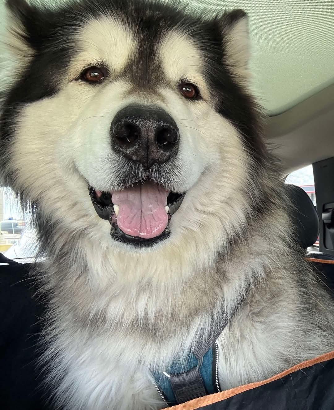Kiki, Adoptable, Adult Female Alaskan Malamute.