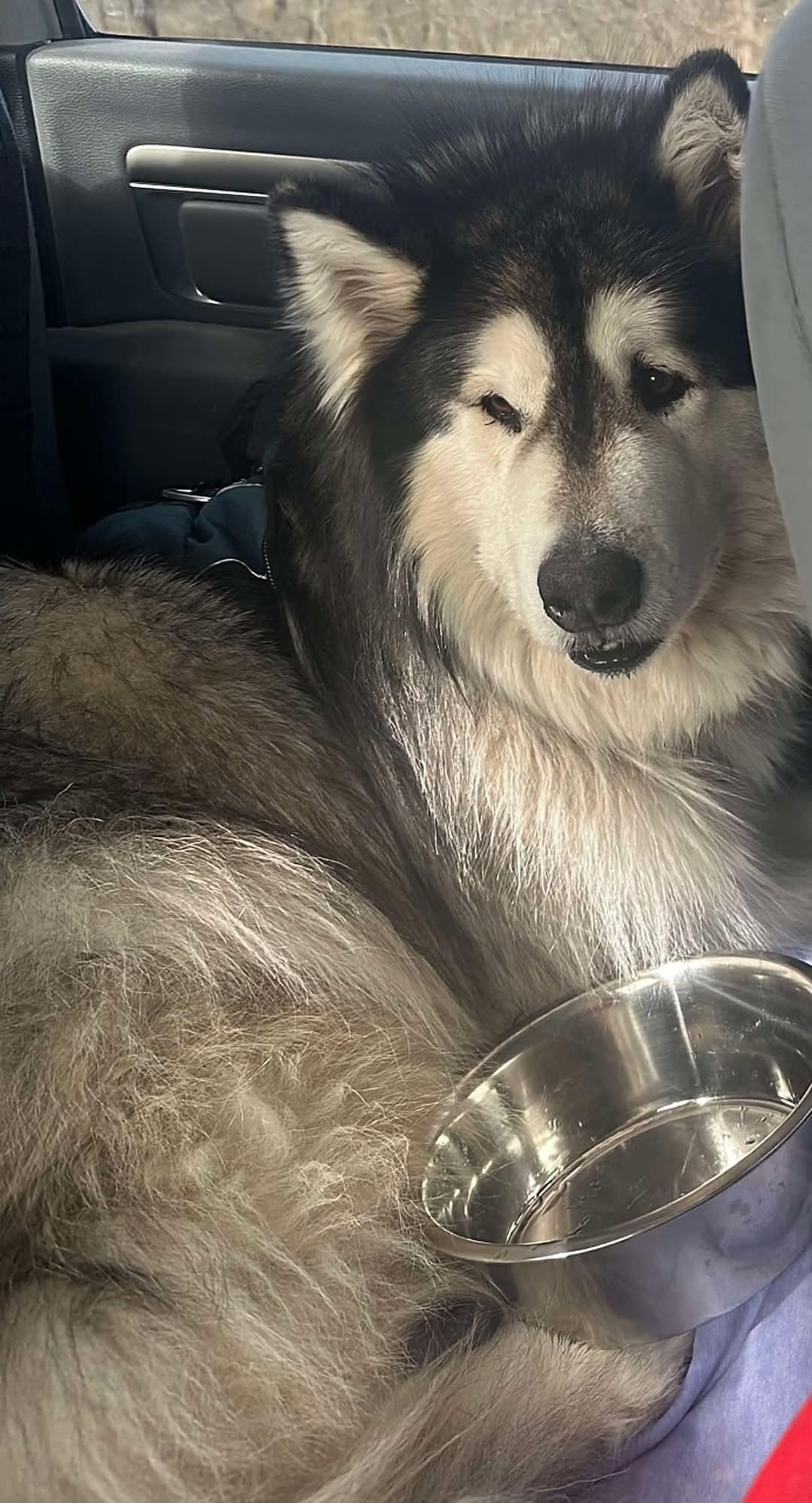 Kiki, a Adoptable Alaskan Malamute in St. James, MO image 2/3