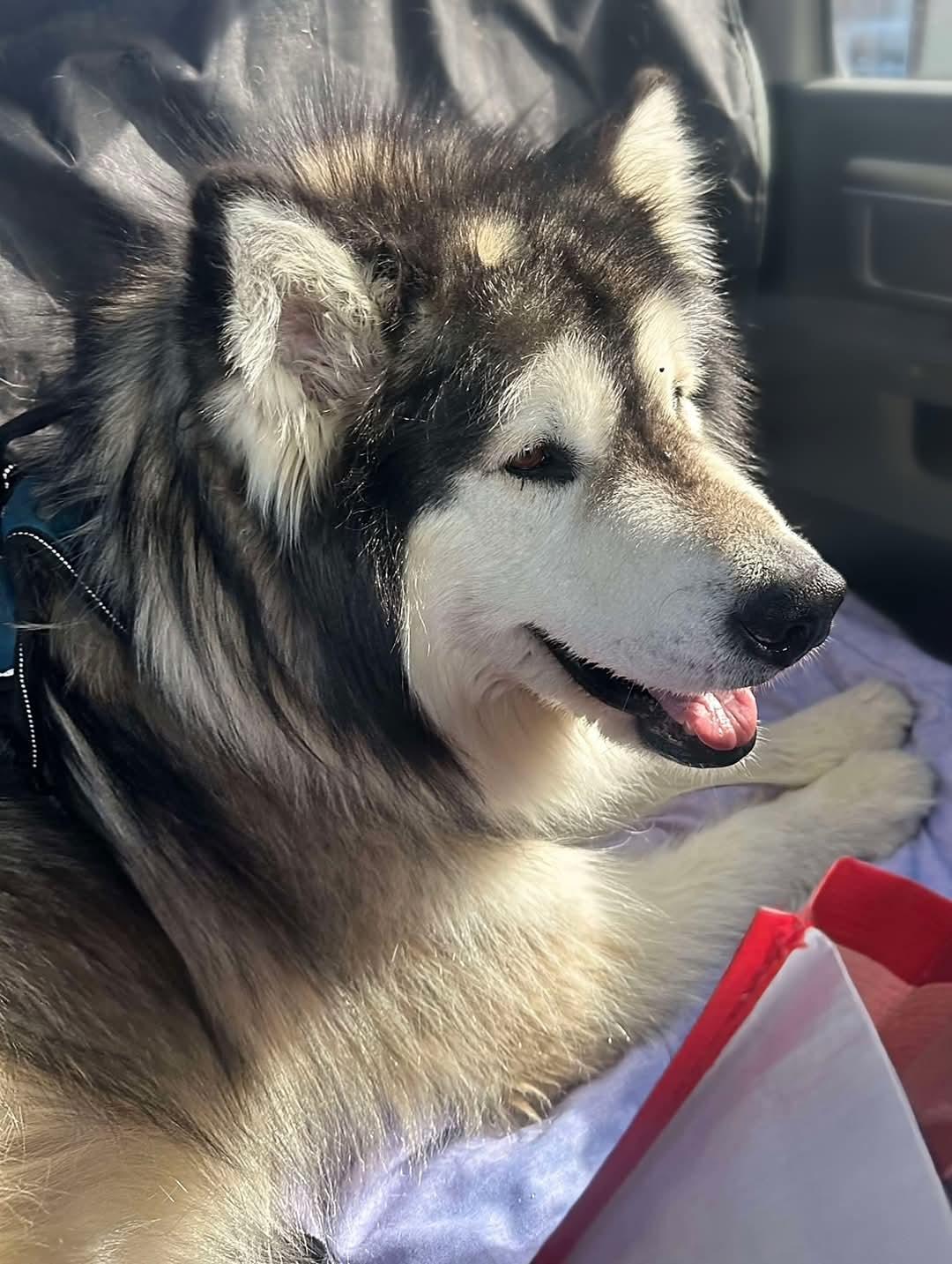 Kiki, a Adoptable Alaskan Malamute in St. James, MO image 3/3