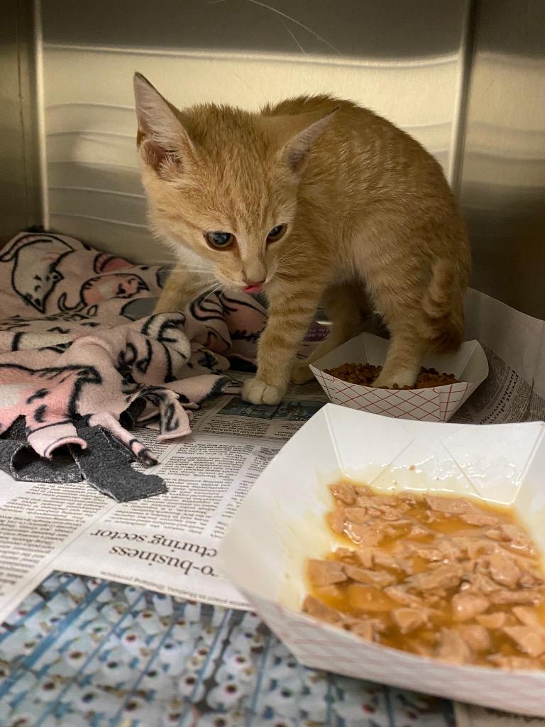 2023-08-166 *Butter-Ball*, Adoptable, Kitten Male Domestic Short Hair.