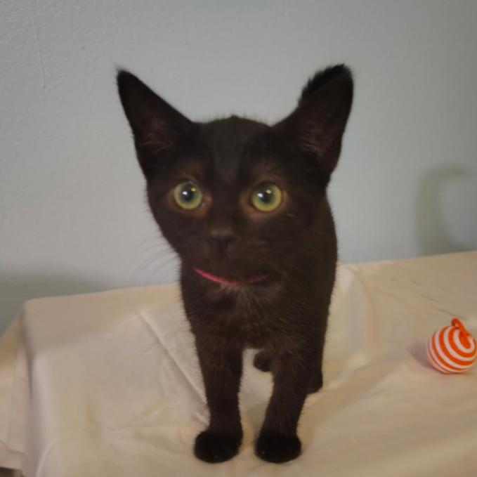 Xandra, Adoptable, Kitten Female Domestic Short Hair.
