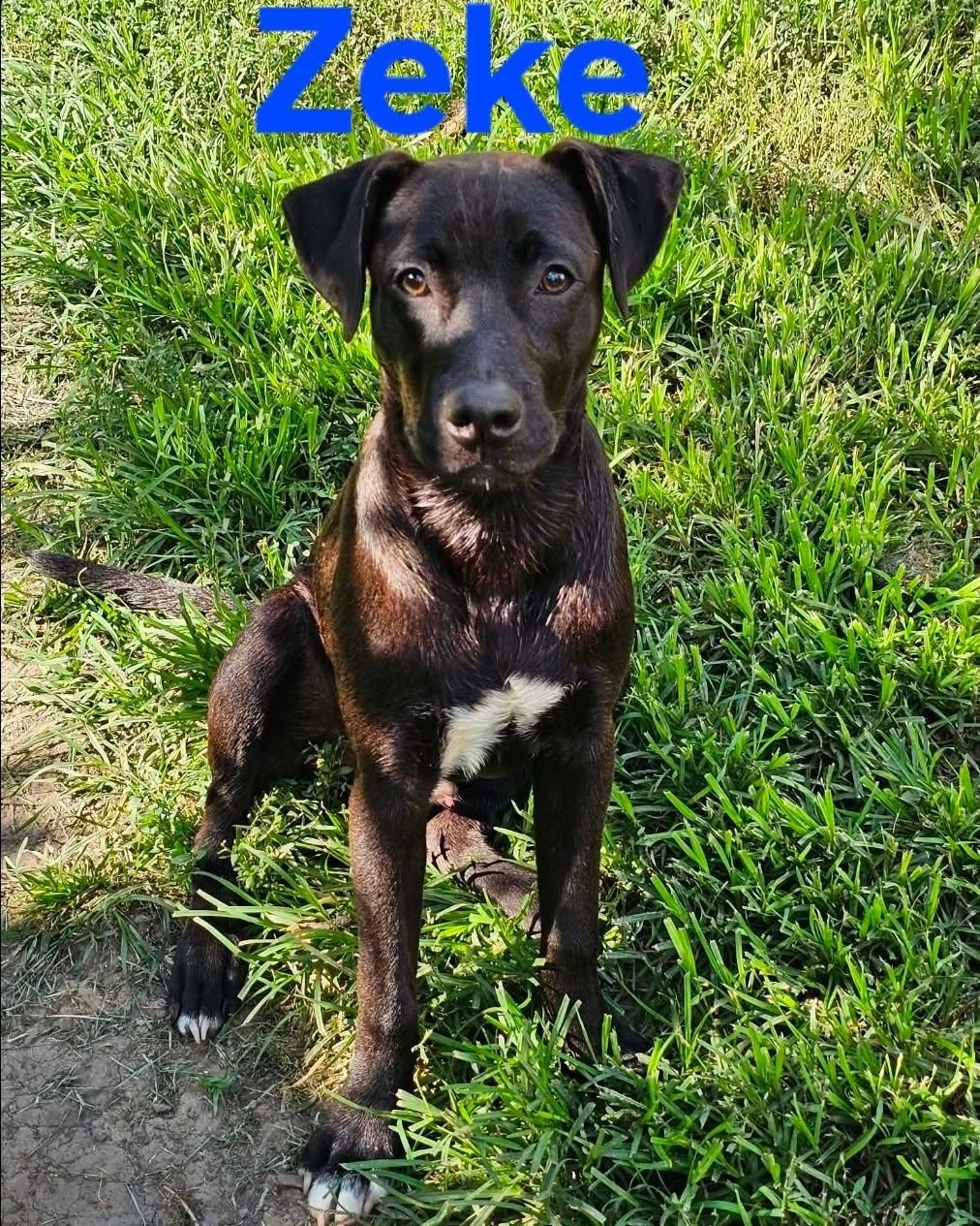 Enlarge Zeke, a Adoptable mixed breed in Plattsmouth, NE image 1/1