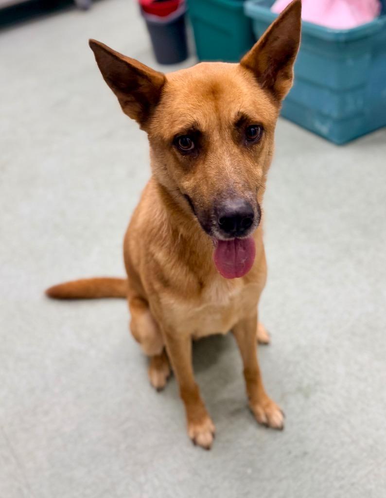 Teddy, Adoptable, Young Male German Shepherd Dog & Mixed Breed.