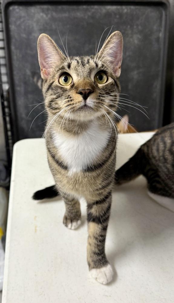 Sissy, Adoptable, Kitten Female Domestic Short Hair.