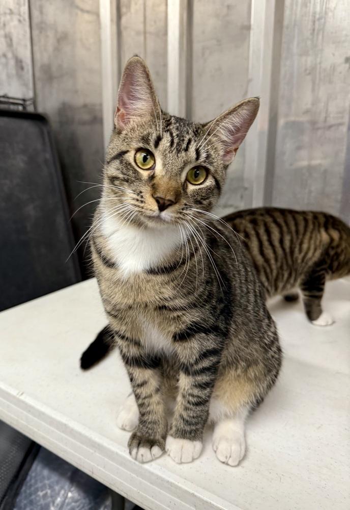 Sissy, a Adoptable Domestic Short Hair in Saint Augustine, FL image 2/5