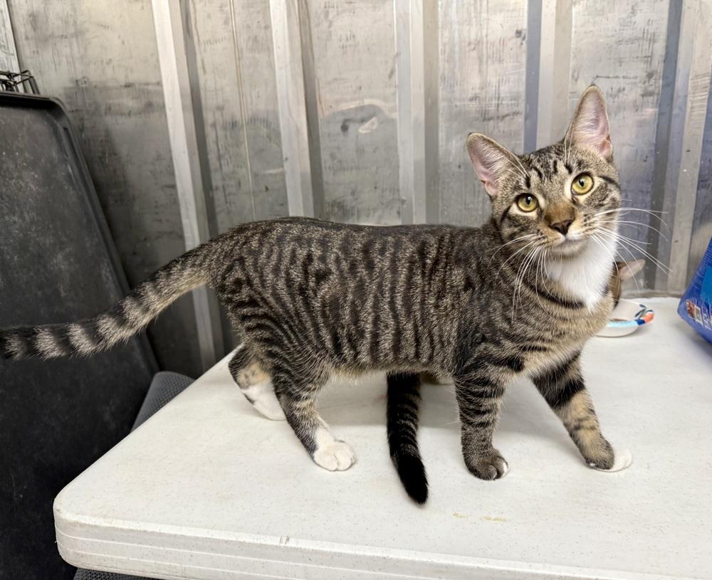 Sissy, a Adoptable Domestic Short Hair in Saint Augustine, FL image 3/5