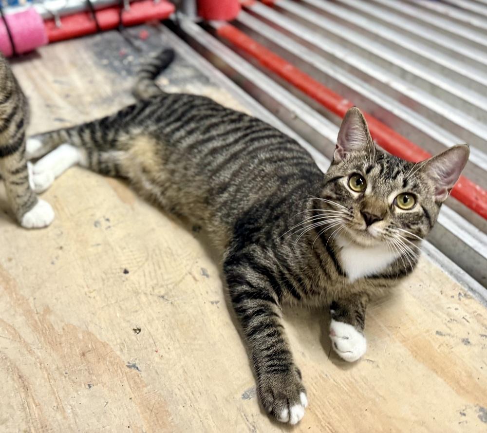 Sissy, a Adoptable Domestic Short Hair in Saint Augustine, FL image 4/5