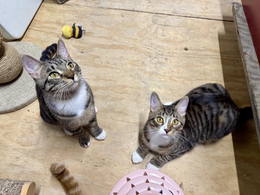 Sissy, a Adoptable Domestic Short Hair in Saint Augustine, FL image 5/5