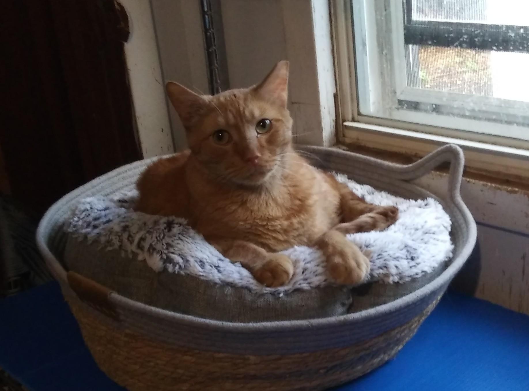 Corey, an adoptable Domestic Short Hair in Port Wentworth, GA image 1/2